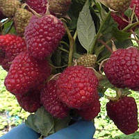 Малина Самохвал