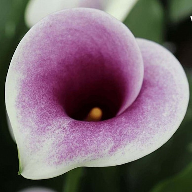 Калла Airbrush 14/16, фото 1