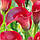 Калла Bloody Mary 18/20, фото 3
