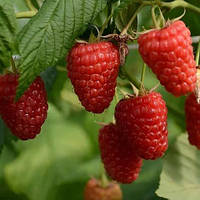 Малина Енросадира