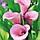 Калла Captain Violetta 14/16, фото 3