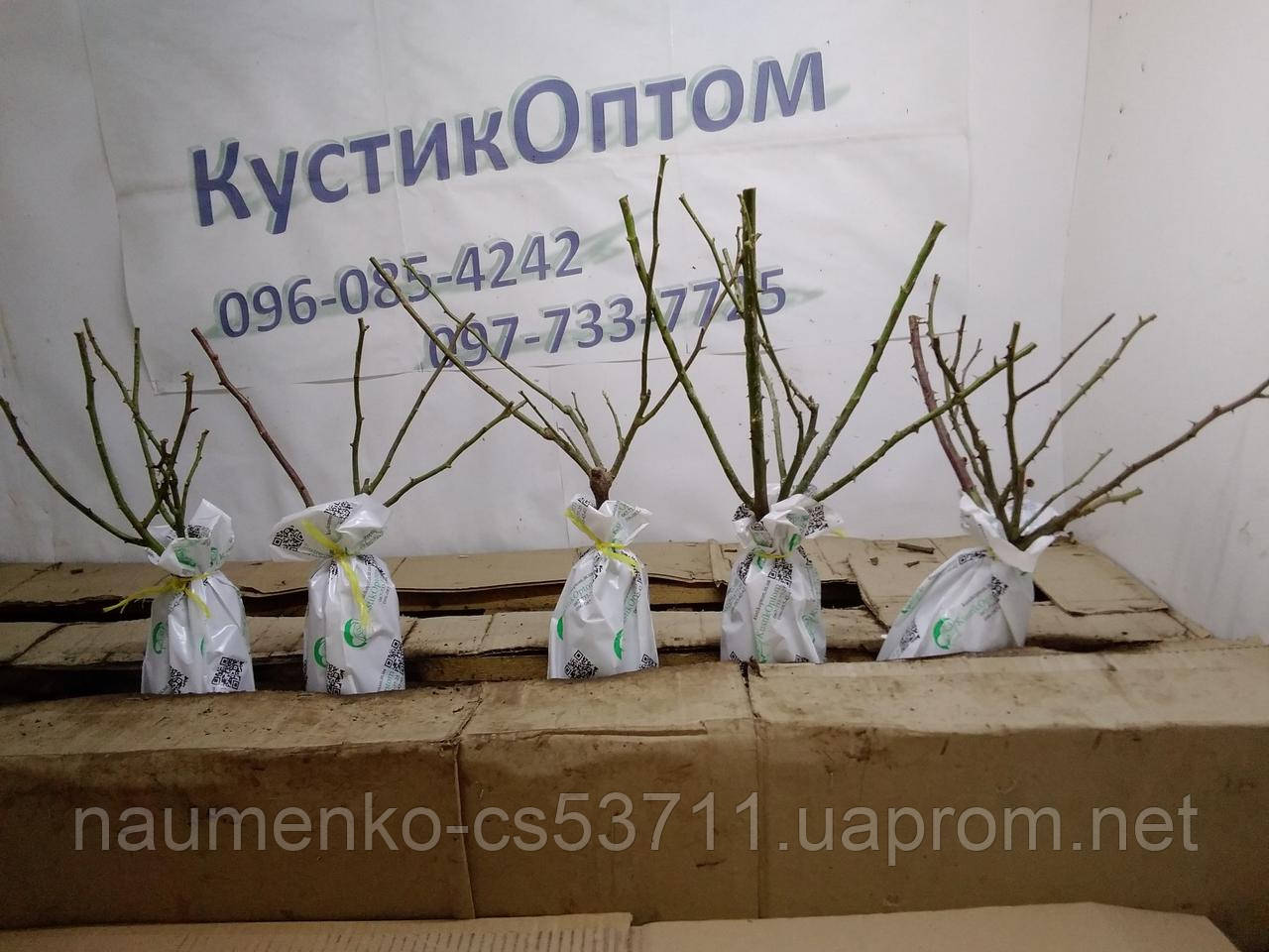 Саджанці троянд без назви.