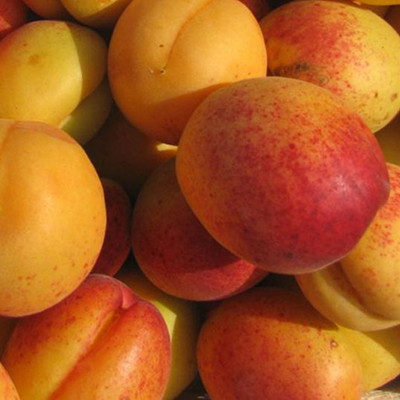 Саджанці Абрикоса Ред Сільвер - ранній, зимостійкий, солодкий, фото 1