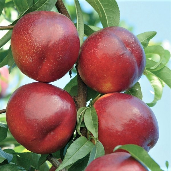 Саджанці Нектарина Венус - пізній, високоврожайний середньоранній, зимостійкий, фото 1