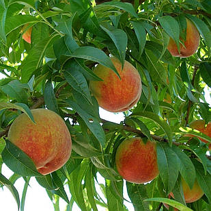 Саджанці Нектарина Каліфорнія / California - пізній, великоплідний, зимостійкий