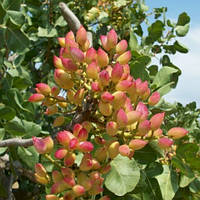 Фісташка Амелія 2 роки