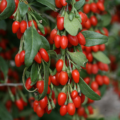 Ягоди годжі Magic of Love (Магія Любові) сажанець контейнер 0.5 л, фото 1