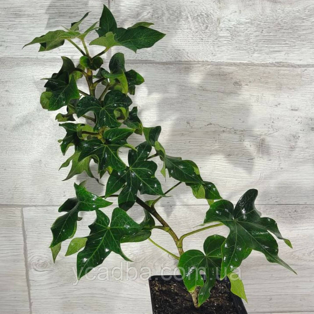 Фатсхедера Пія, фото 1