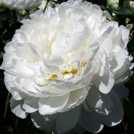 Півонія White Ivory кореневище