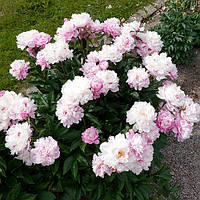 Півонія трав'яниста Fen Chi Jin Yu (Весняний Сніг) кореневище