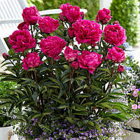 Півонія трав'яниста Kansas кореневище