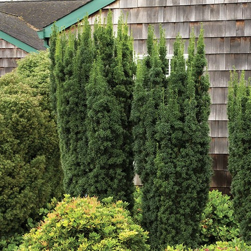 Саджанці Тиса середнього Хикси (Taxus media Hicksii) С1.5, фото 1