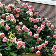 Саджанці плетистої троянди Цезар (Rose Cesar), фото 3