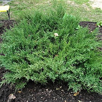 Саджанці Ялівцю середнього Пфітцеріана Компакта (Juniperus x-media Pfitzeriana Compacta) Р9