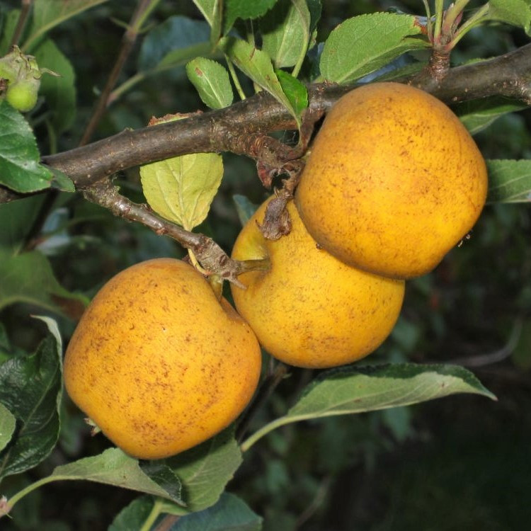 Саджанці Яблуні Питмастон - зимова, урожайна, крупноплідна