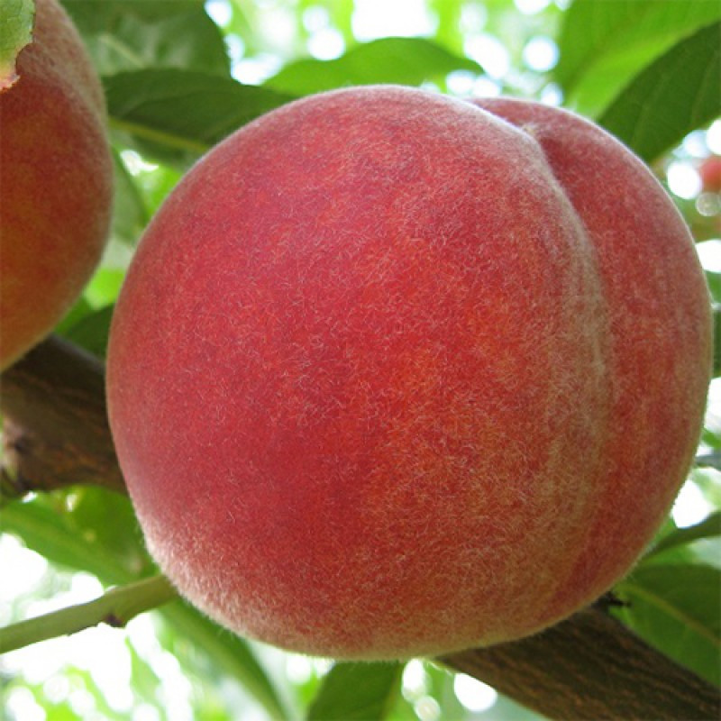 Саджанці Персика Меріл Про Генрі (Merill o'henry) - пізній, зимостійкий, великоплідний