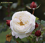 Троянда флорибунда Eliane Gillet (Эллианс Жиллет), фото 3