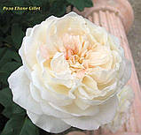 Троянда флорибунда Eliane Gillet (Эллианс Жиллет), фото 2