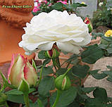 Троянда флорибунда Eliane Gillet (Эллианс Жиллет), фото 4