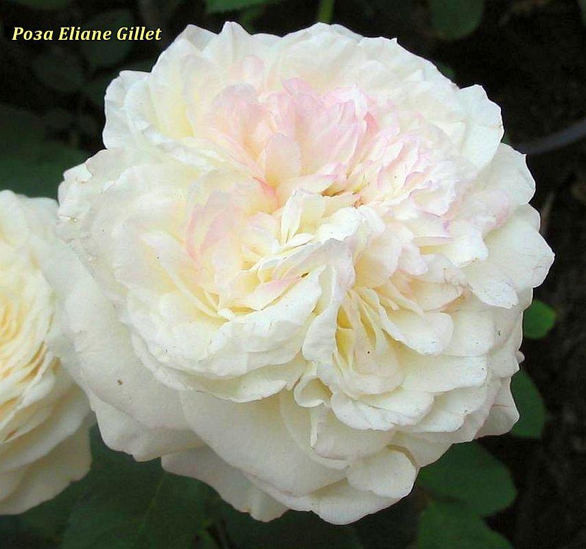 Троянда флорибунда Eliane Gillet (Эллианс Жиллет), фото 1