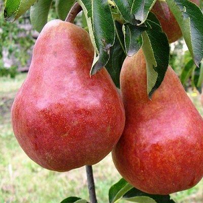 Саджанці Груші Генерал Тотлебен - зимового терміну, урожайна, зимостійка, фото 1