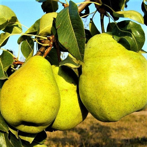 Саджанці груші Бланка (Blanka) - осіннього терміну, великоплідна, морозостійка, фото 1