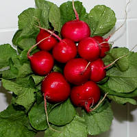 Насіння редиски Дієго F1 (Hazera), 250 грам - ранній (20-25 днів), високоврожайний, типу Сора