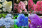 Саджанці Гортензії волотистої Канделайт (Hydrangea paniculata Candlelight) Р9, фото 3