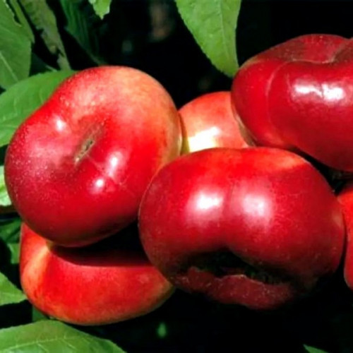 Саджанець Нектарин (інжировий) Донат, фото 1