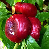 Саджанець Нектарин (інжировий) Донат, фото 2