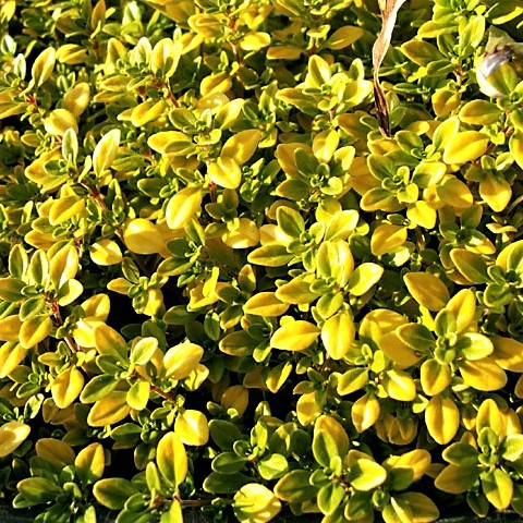 Саджанці Чебрецю (Чебрець) лимоннопахнущий Голд (Thymus citriodorus Gold) Р9, фото 1