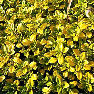 Саджанці Чебрецю (Чебрець) лимоннопахнущий Голд (Thymus citriodorus Gold) Р9