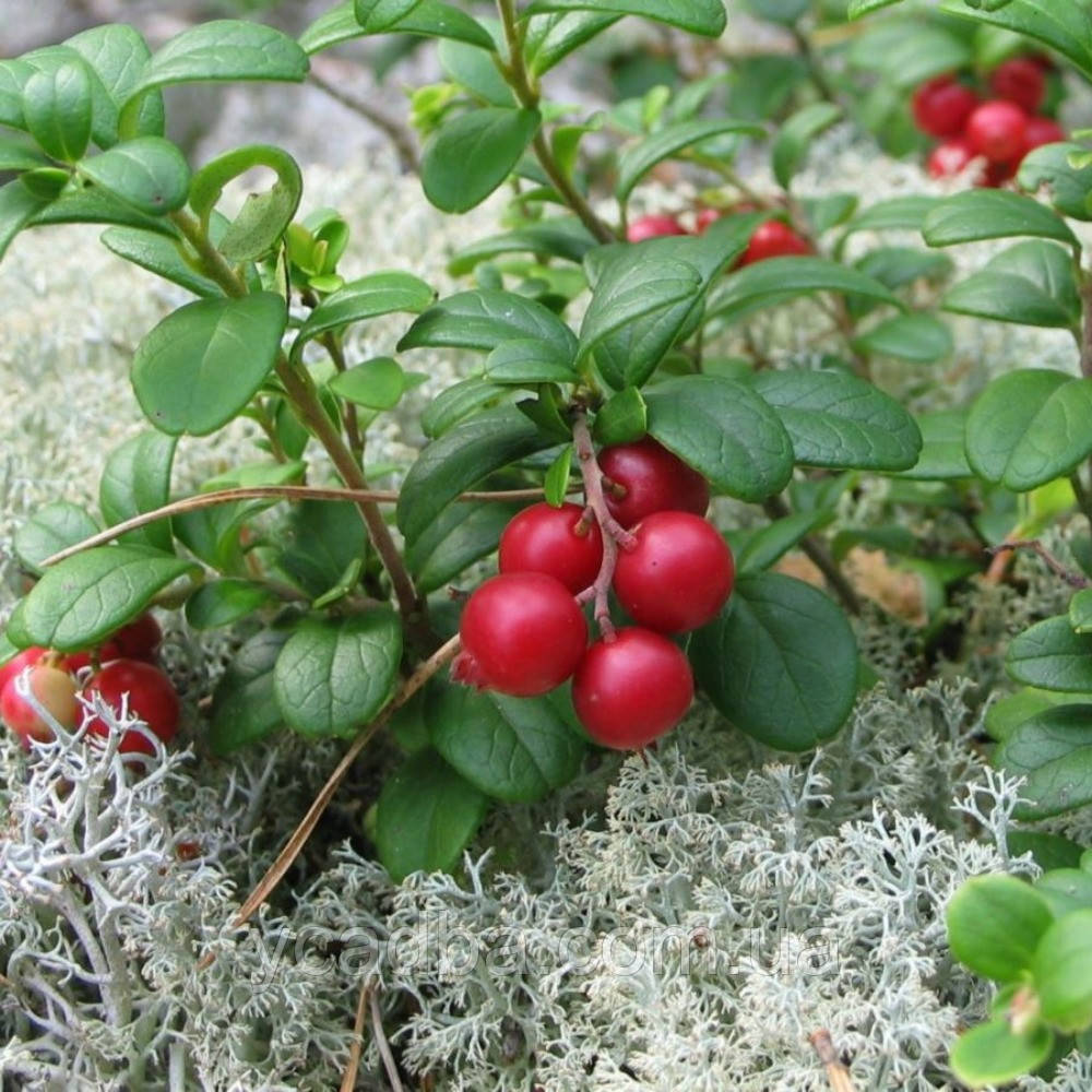 Брусниця Амерланд (горщик 0,5л), фото 1