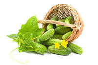 Насіння огірків