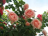 Трояндиста Amaretto (Амаретто) вегетаційна, фото 7