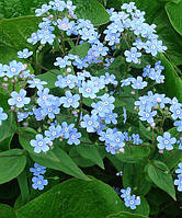 Брунера сибірська (Brunnera sibirica)