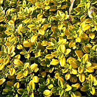 Саджанці Чебрецю (Чебрець) лимоннопахнущий Голд (Thymus citriodorus Gold)
