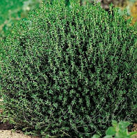 Саджанці Чебрець (Чебрець) Кулястий (Thymus serpyllum)