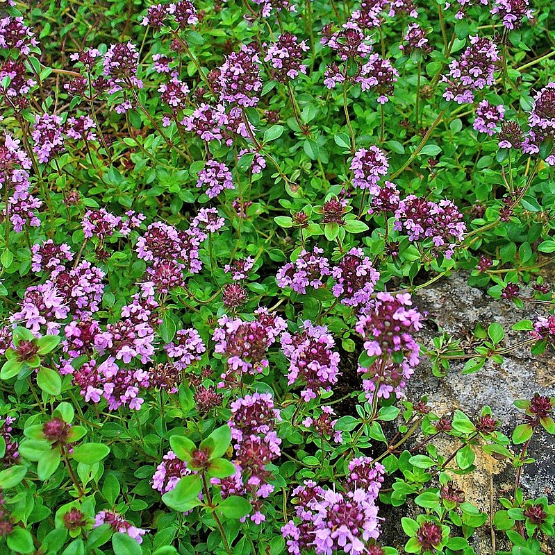 Саджанці Чебрецю (Чебрець) альпійського Місті Вайт (Thymus alpestris pulegioides) Р9, фото 1
