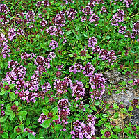 Саженцы Чабреца (Тимьян) альпийского Мисти Вайт (Thymus alpestris pulegioides) Р9