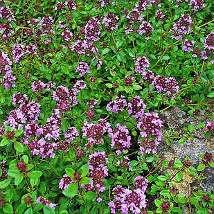 Саджанці Чебрецю (Чебрець) альпійського Місті Вайт (Thymus alpestris pulegioides) Р9