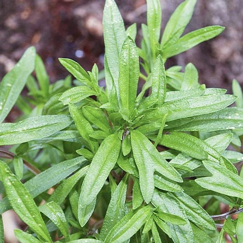 Саджанці Чеберу садового Саммер Савой (Тһумиѕ satureja hortensis Summer Savory) Р9, фото 1