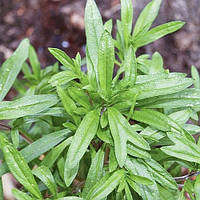 Саженцы Чабера садового Саммер Савой (Тhymus satureja hortensis Summer Savory) Р9