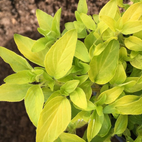 Саженцы Орегано Ауреа / Душица обыкновенная Ауреа (Origanum vulgare Aurea) Р9 - фото 2 - id-p1539216490