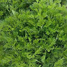 Саджанці Полину Кока Кола (Artemisia Cola Plant) Р9, фото 2