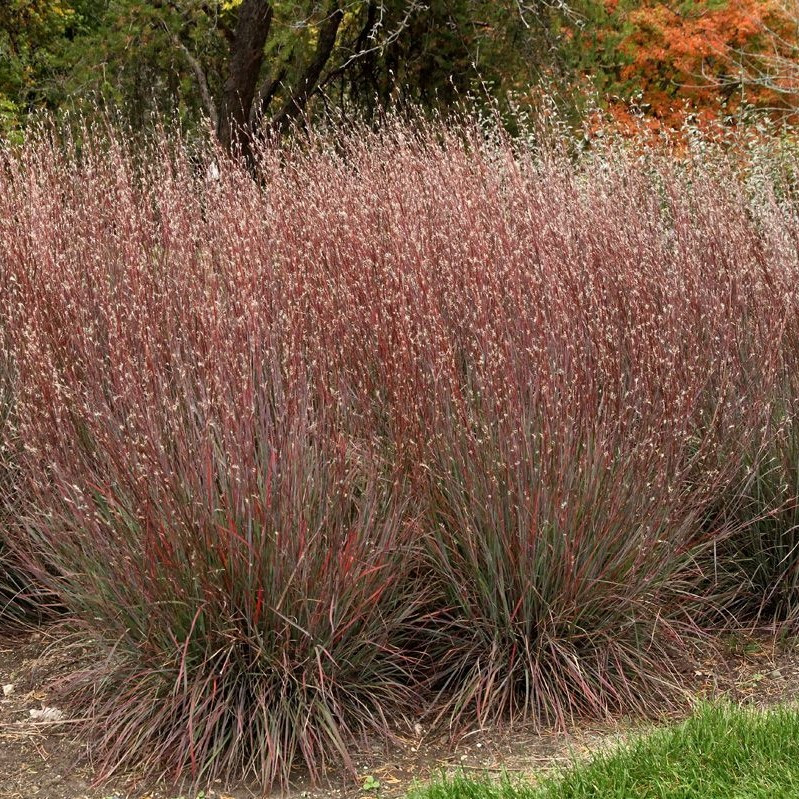 Саджанці Андропогон (Бородач) Жерарді (Andropogon gerardii) Р9, фото 1