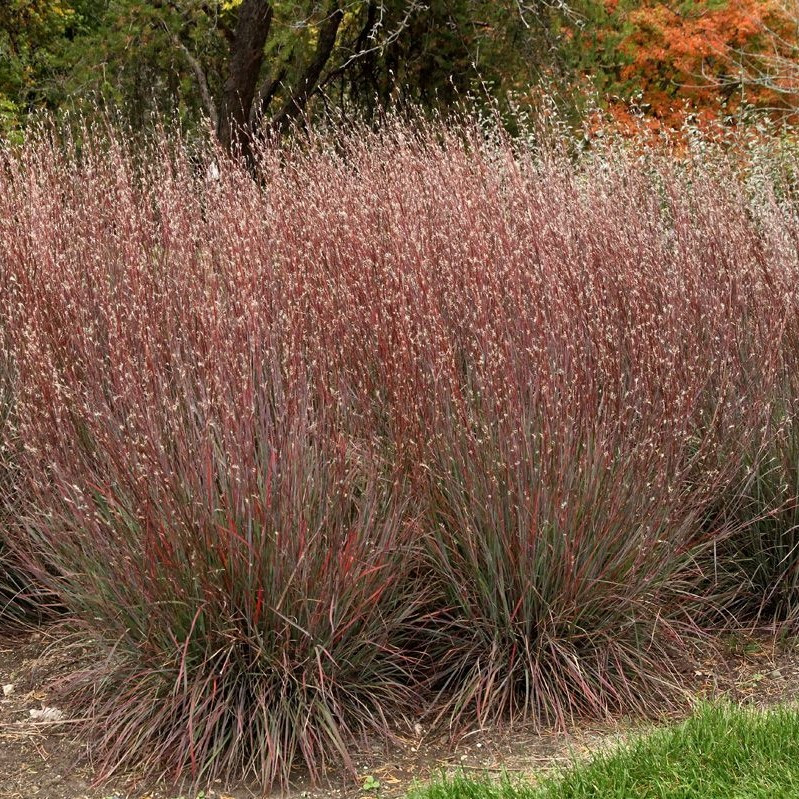 Саджанці Андропогон (Бородач) Жерарді (Andropogon gerardii) Р9