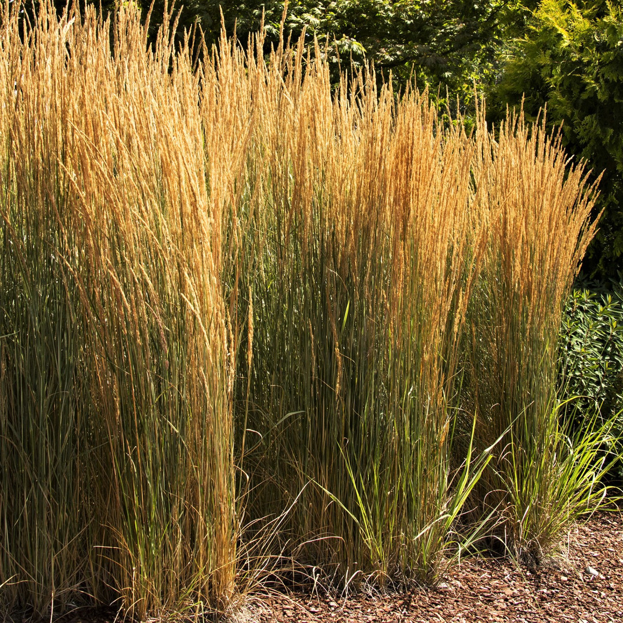 Саджанці Вейніка гостроквіткового Аваланч (Calamagrostis acutiflora Avalanche) Р9