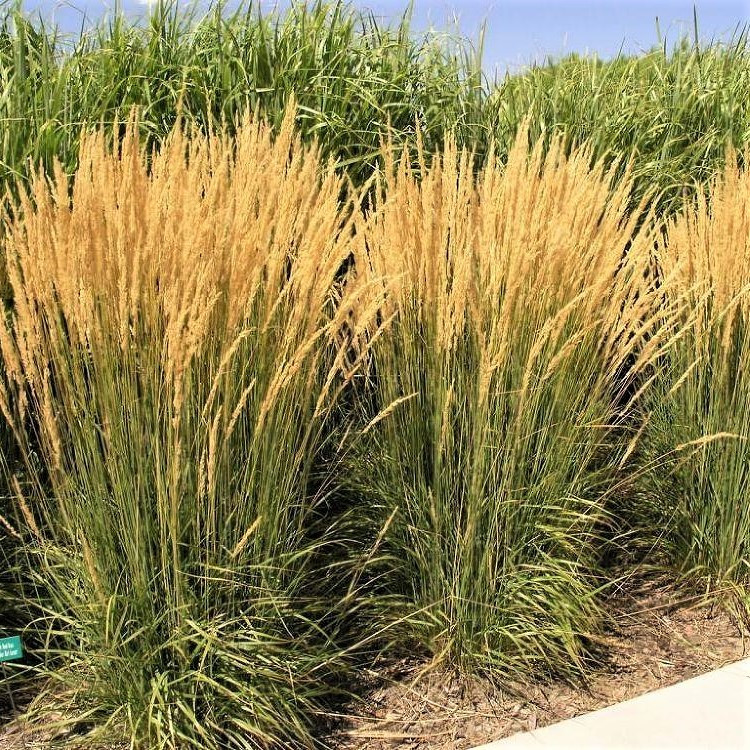 Саджанці Війника гостроквіткового Карл Форстер (Calamagrostis acutiflora Karl Foerster) Р9