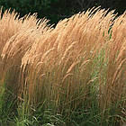 Саджанці Війника гостроквіткового Карл Форстер (Calamagrostis acutiflora Karl Foerster) Р9, фото 2